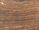 Lignum Vitae
