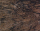 European Walnut